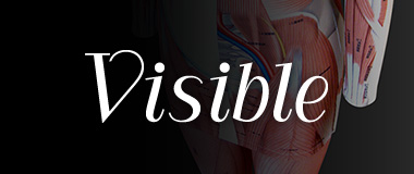 visible 筋肉学習教材のご案内
